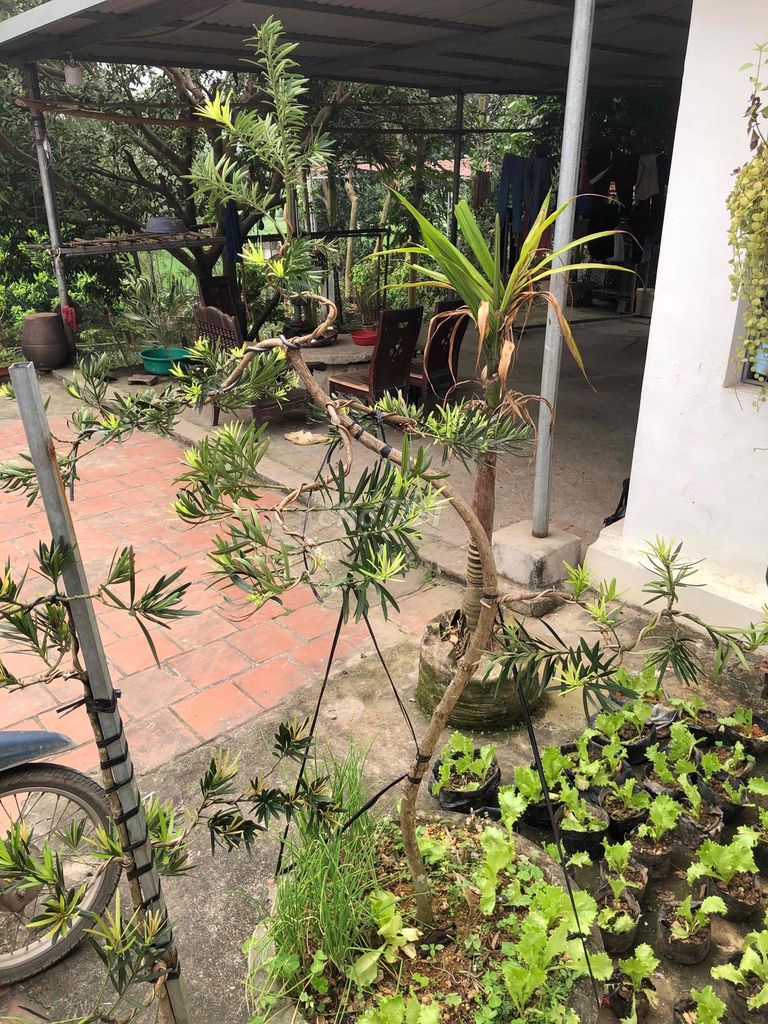 Cây cảnh Tùng la hán Trực lắc. Mua bán Cây cảnh, đồ trang trí tại Huyện Sông Lô Vĩnh Phúc được đăng bởi Lê Quang Tĩnh hình 1