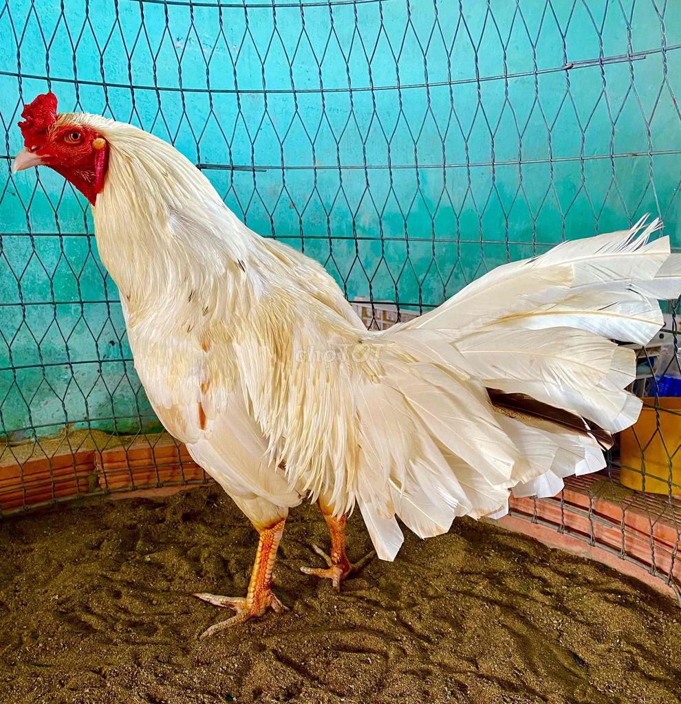 Gà chọi Siu Mỹ trống 2.8kg trắng. Mua bán Gà tại Quận Cái Răng Cần Thơ được đăng bởi chicken heniken hình 1