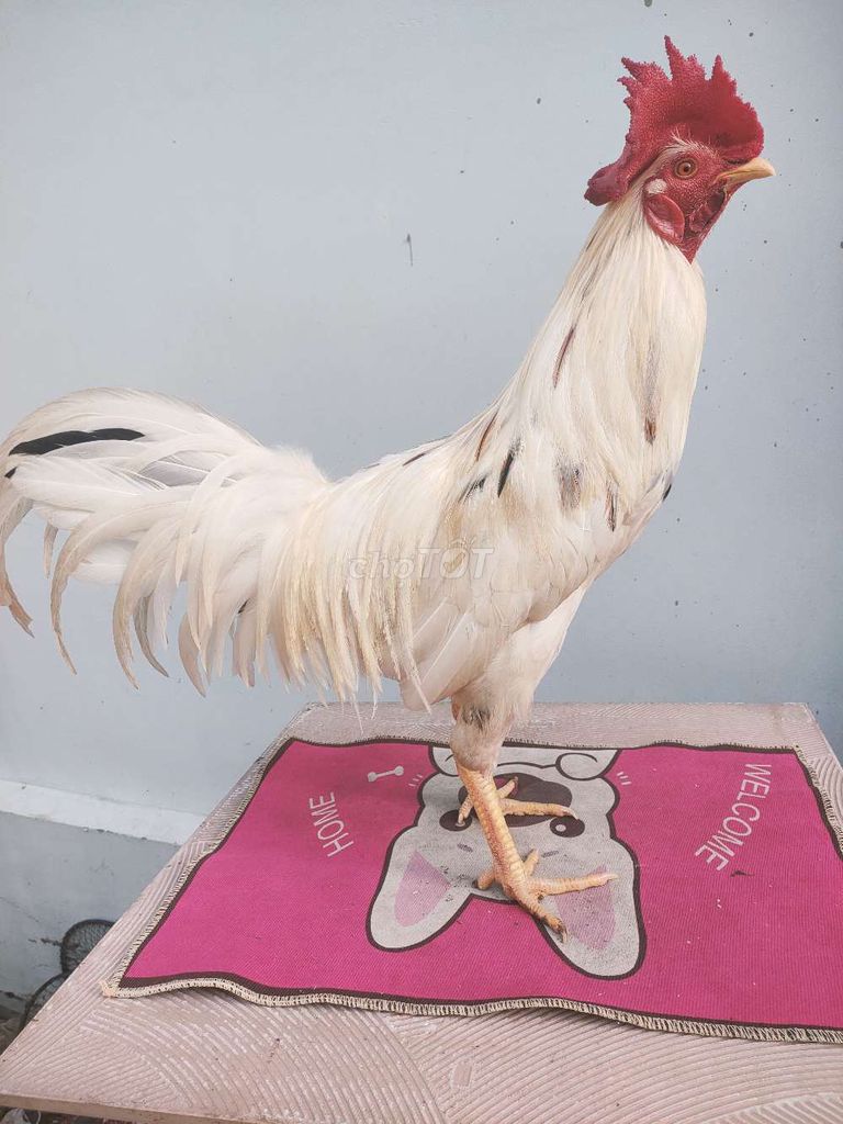 Bướm tơ 3,1 kg. Mua bán Gà tại Huyện Châu Thành Tiền Giang được đăng bởi Trại Gà Tre hình 1