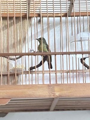 bộ 7màu hót hay. Mua bán Chim tại Quận 12 Tp Hồ Chí Minh được đăng bởi Triển