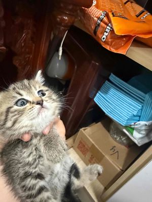 Mèo Anh lông ngắn cái 6 tháng