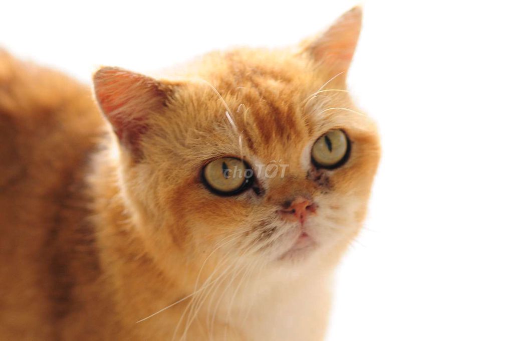 Mèo Golden NY12 đực. Mua bán Mèo tại Quận 8 Tp Hồ Chí Minh được đăng bởi Rồi mai cũng già hình 1