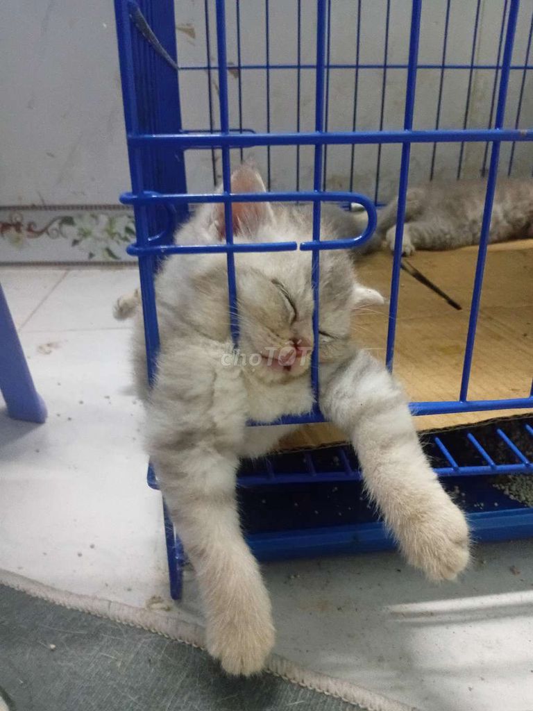 Tìm gia đình mới. Mua bán Mèo tại Quận 7 Tp Hồ Chí Minh được đăng bởi Bao ni truong  hình 2