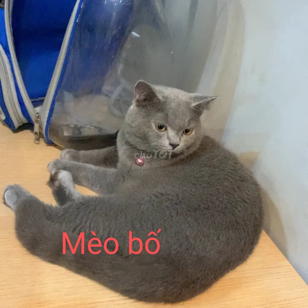Nhà e có ít mèo anh. Mua bán Mèo tại Quận 12 Tp Hồ Chí Minh được đăng bởi nguyễn văn giao hình 3