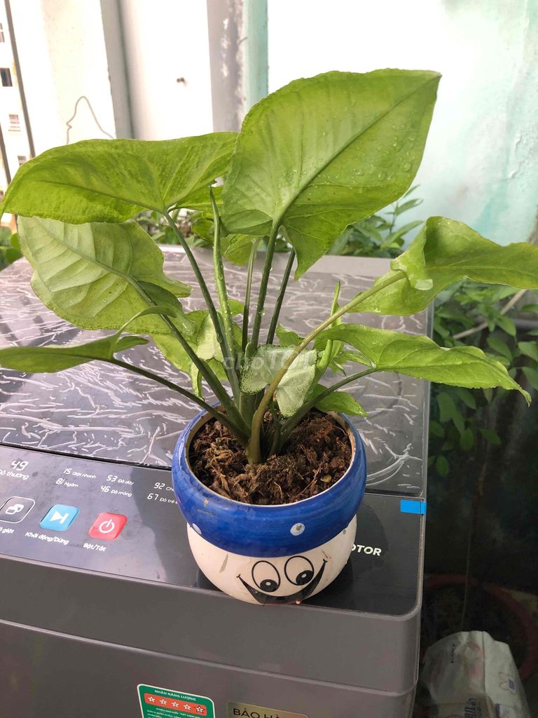 Cây cảnh Xanh lá Cây thật. Mua bán Cây cảnh, đồ trang trí tại Quận Cầu Giấy Hà Nội được đăng bởi Nguyen thi bich van hình 1