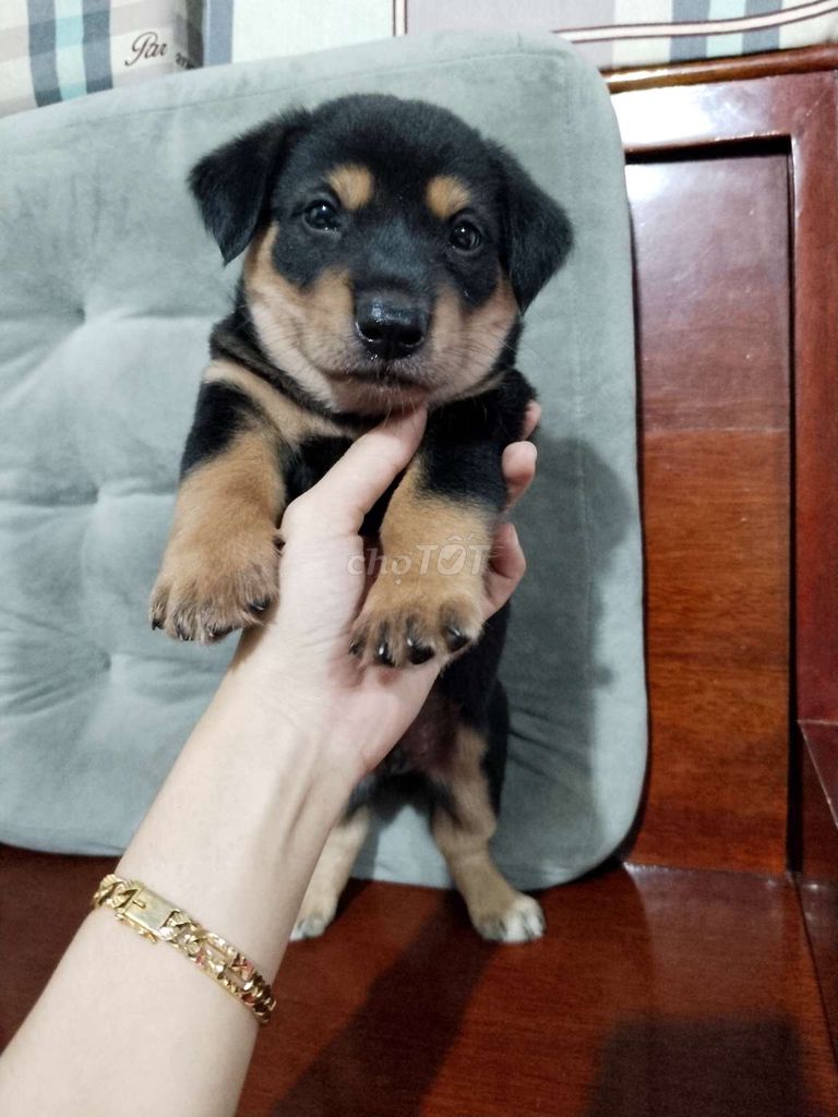 Bé trai rottweiler dòng to con canh nhà giỏi