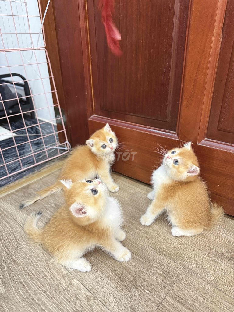 Mèo Golden NY12 Đực Cái Vàng 2 tháng. Mua bán Mèo tại Quận Long Biên Hà Nội được đăng bởi ViVi An hình 1