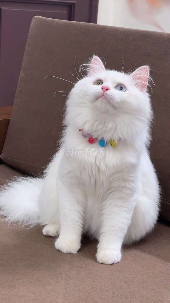 Mèo đực lông dài trắng mắt 2 màu. Mua bán Mèo tại Thành phố Thủ Đức Tp Hồ Chí Minh được đăng bởi Âu Minh Huy hình 1