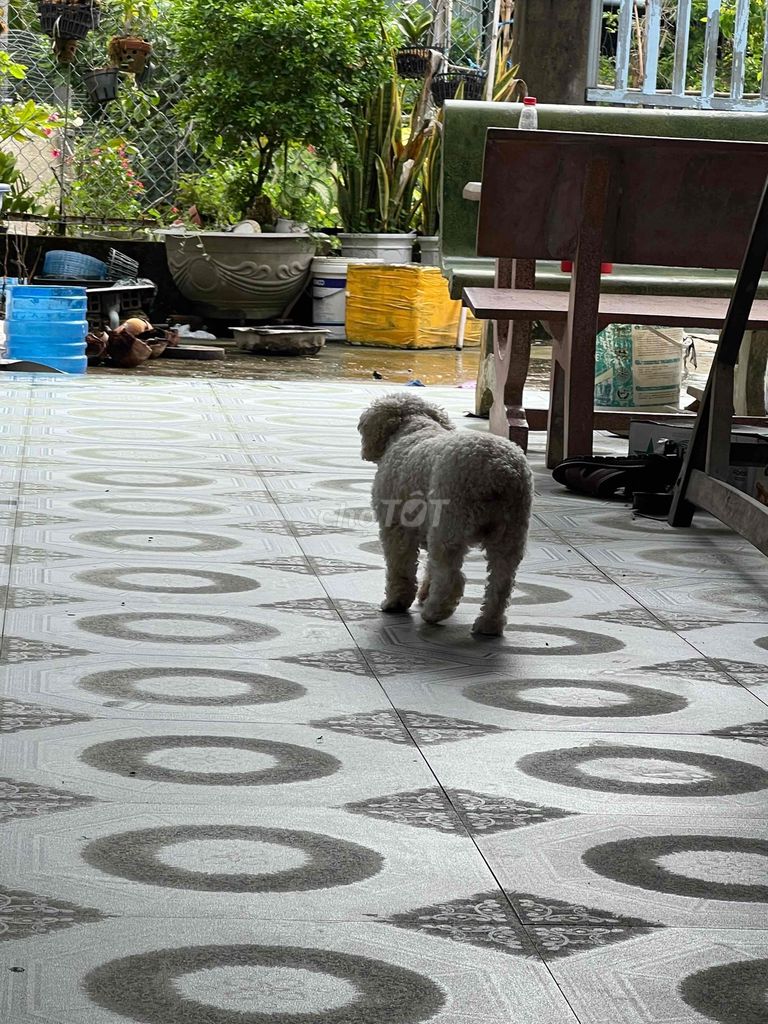 Chó Poodle cái trưởng thành. Mua bán Chó tại Huyện Long Phú Sóc Trăng được đăng bởi HT Asill Mỹ hình 1