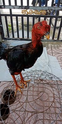 Ô  trích 2.9kg. Mua bán Gà tại Huyện Củ Chi Tp Hồ Chí Minh được đăng bởi Thy Mai