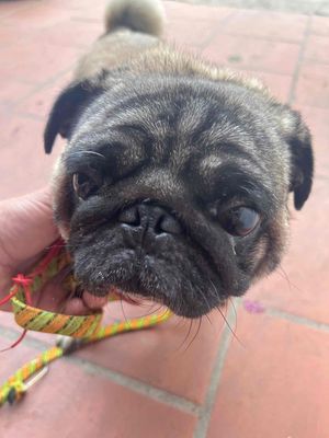 Chó pug trưởng thành. Mua bán Chó tại Thành phố Thủ Đức Tp Hồ Chí Minh được đăng bởi Trần Quang Vinh