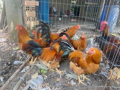 gà trống thiến 7 tháng rưỡi. Mua bán Gà tại Huyện Trảng Bom Đồng Nai được đăng bởi phước