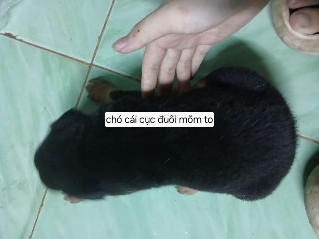 Chó con lai. Mua bán Chó tại Quận 12 Tp Hồ Chí Minh được đăng bởi Nguyễn Thị Thanh Trúc hình 4
