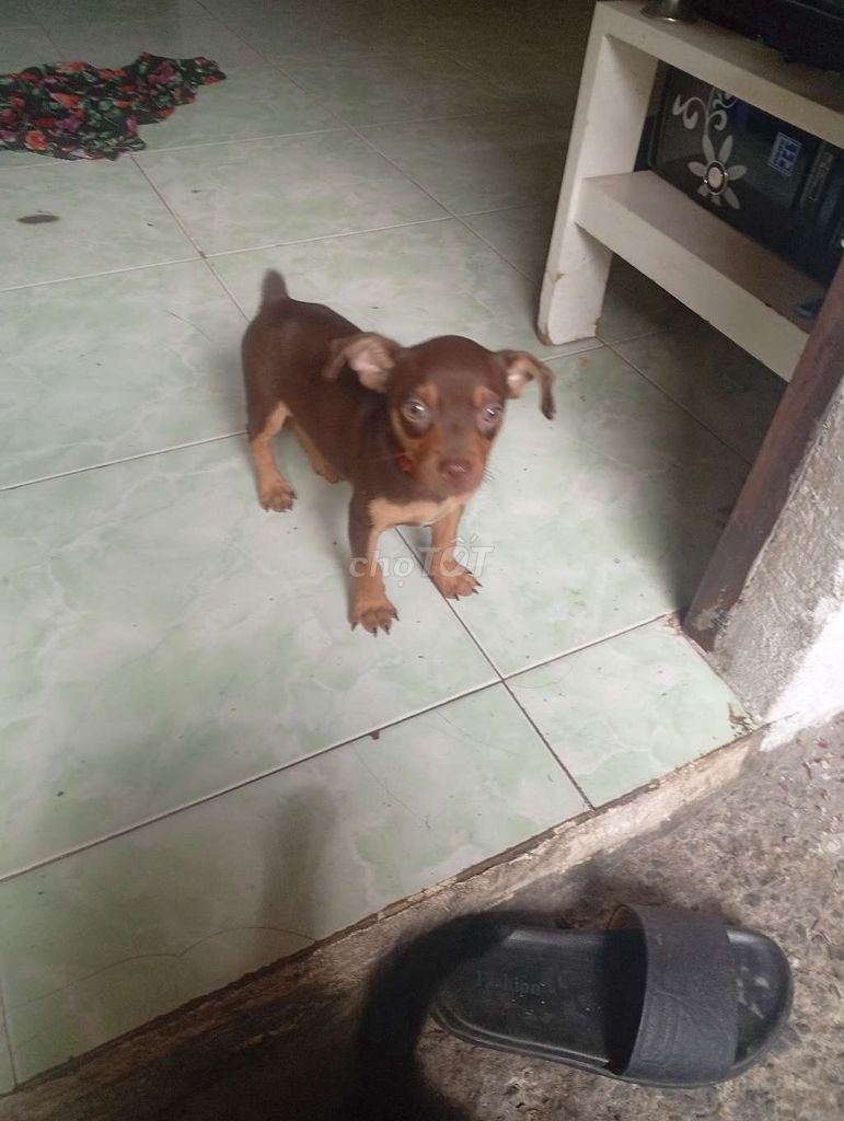 Chó Phốc màu Nâu. Mua bán Chó tại Thành phố Thủ Đức Tp Hồ Chí Minh được đăng bởi Phan Hiếu hình 1