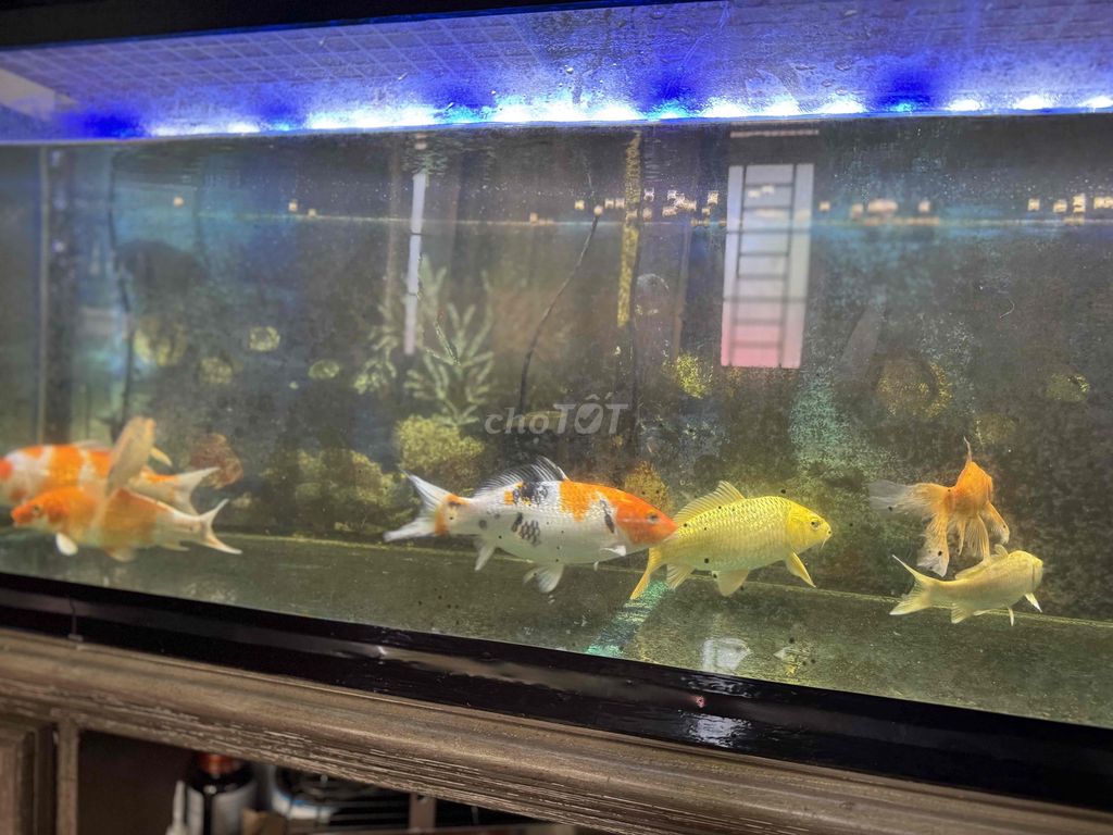 5xị cho 7 em  cá mua ở trại cá chép koi. Mua bán Thú cưng khác tại Huyện Trảng Bom Đồng Nai được đăng bởi Hoàng hình 1