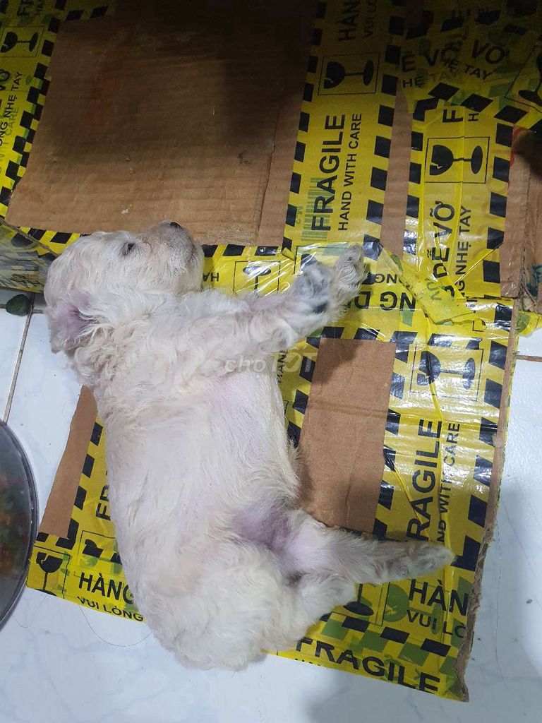 Chó Poodle Nâu vàng  size nhỏ 4kg. Mua bán Chó tại Thành phố Biên Hòa Đồng Nai được đăng bởi thanh hình 1