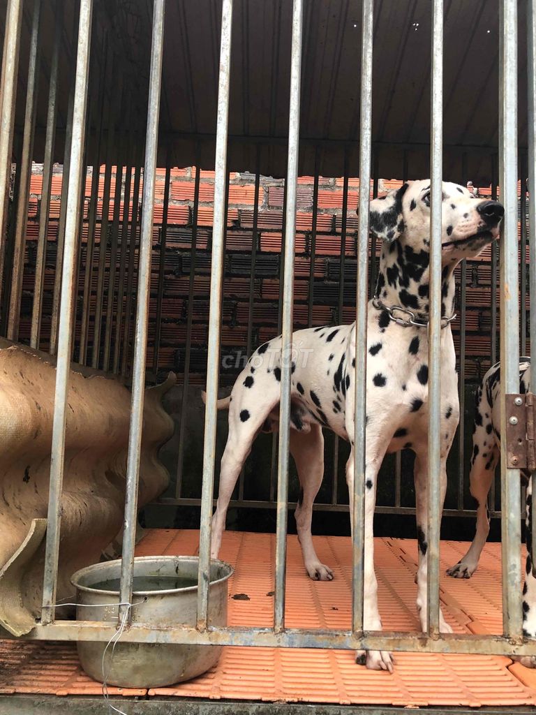 101 Con chó Đốm- Dalmatian giống đực thuần chủng