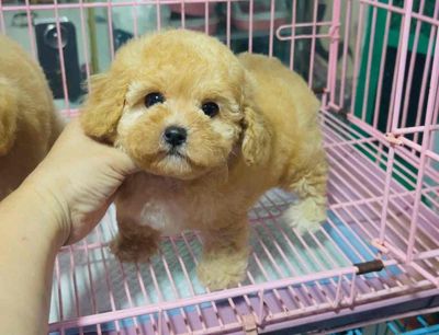Chó Poodle Vàng kem Đã tiêm phòng