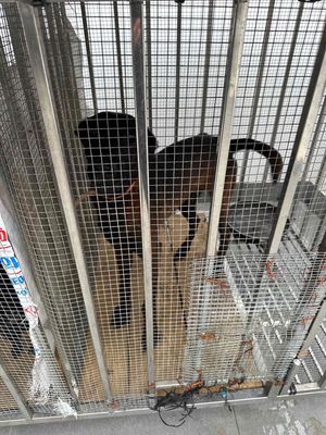 Chó Becgie Bỉ màu Nâu đen