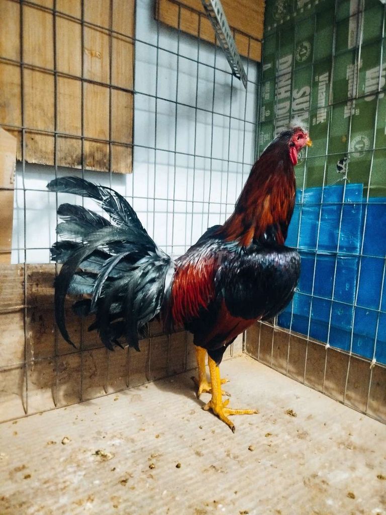 Asil Mỹ hiện 2k350 trang chơi 2k8 nét rất dữ. Mua bán Gà tại Huyện Hóc Môn Tp Hồ Chí Minh được đăng bởi hai gà lông gà tre  hình 1
