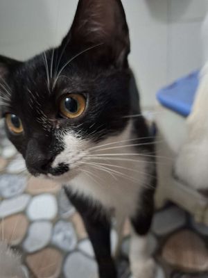 100000. Mua bán Mèo tại Thị xã Bến Cát Bình Dương được đăng bởi Loren 69