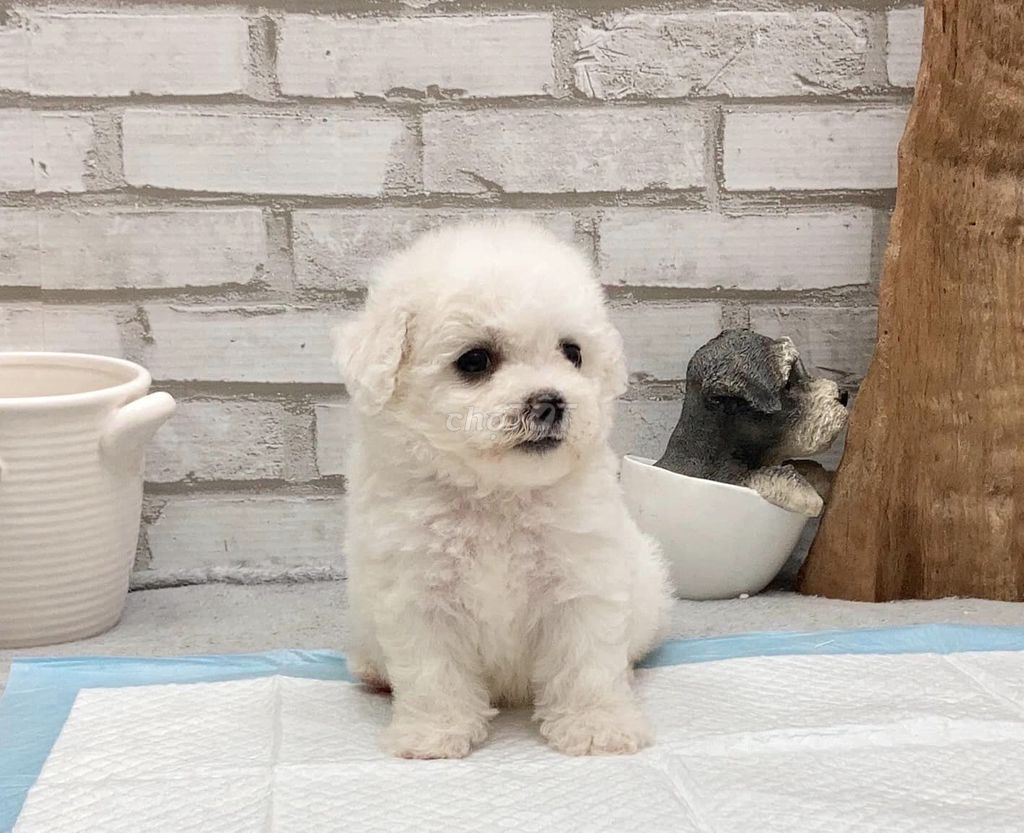 Poodle Trắng Tiny Cao Cấp