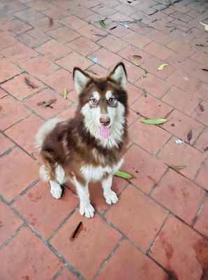 Chó Alaska thuần chủng cái 10 tháng