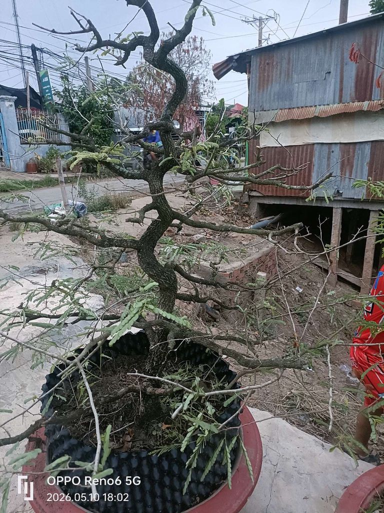 Cây cảnh Bonsai Lâu năm. Mua bán Cây cảnh, đồ trang trí tại Huyện An Phú An Giang được đăng bởi Chim lưa hình 1