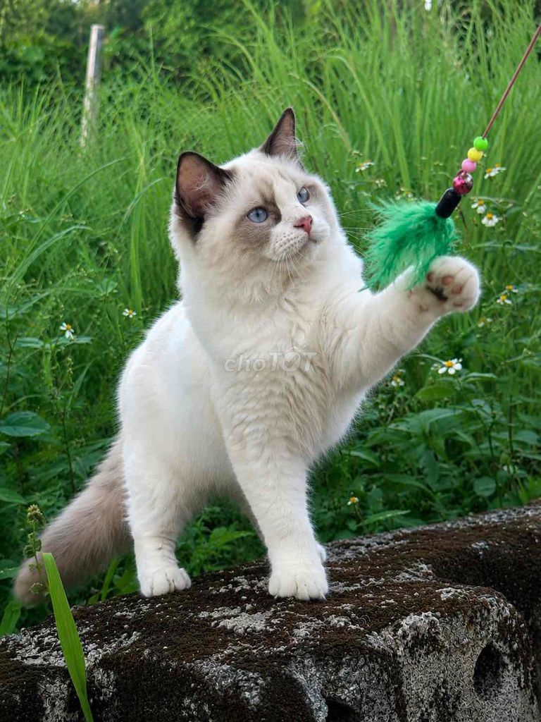 Mèo Ragdoll đực 4 tháng. Mua bán Mèo tại Quận Tân Phú Tp Hồ Chí Minh được đăng bởi Hoàng Nguyễn hình 1