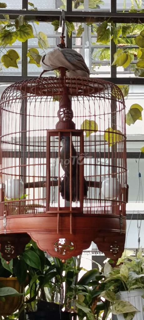 Cả bộ, để bàn, hót múa