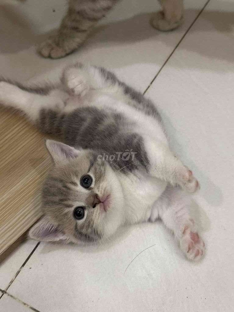 sale be Mèo munchkin chân ngắn sọc dưa thuần chủng. Mua bán Mèo tại Quận 1 Tp Hồ Chí Minh được đăng bởi Như Ý hình 2
