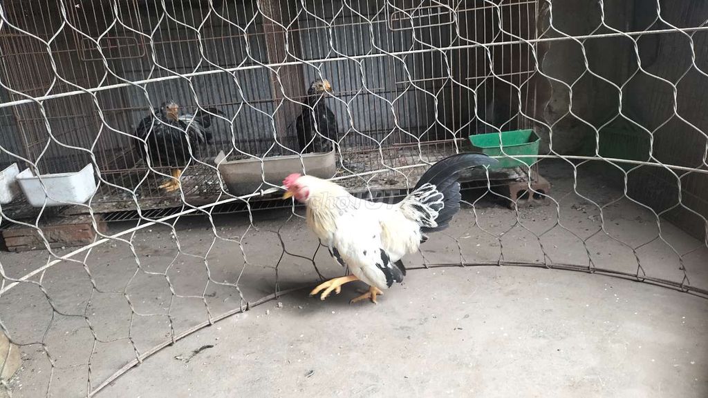 Gà tre Chuối tuyết Đực. Mua bán Gà tại Quận Thanh Xuân Hà Nội được đăng bởi an hình 1