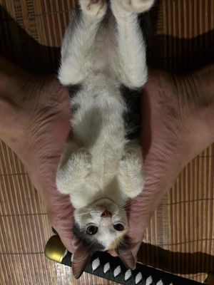 Cần tìm nhà mới cho bé mèo giống cái…. Mua bán Mèo tại Quận Nam Từ Liêm Hà Nội được đăng bởi trung dang