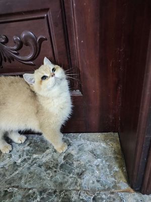 Mèo Golden đực cái 3-4 tháng