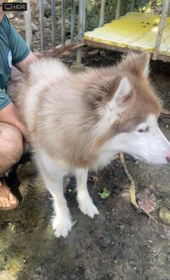Chó alaska nâu trắng