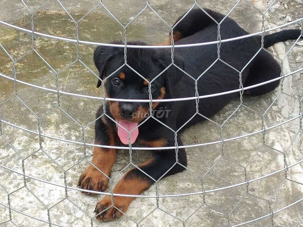 Chó Rottweiler.Chuẩn.VT