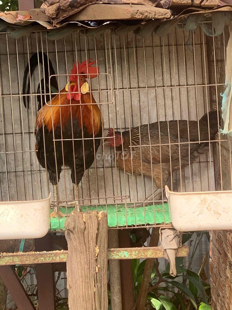 cặp gà trống và mái. Mua bán Gà tại Huyện Buôn Đôn Đắk Lắk được đăng bởi Viet ga rung hình 1