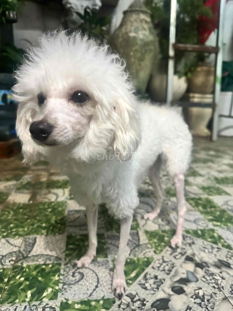 Chó Poodle Tiny Đực Trắng 1 tuổi. Mua bán Chó tại Quận Bình Tân Tp Hồ Chí Minh được đăng bởi Minh Thư hình 1