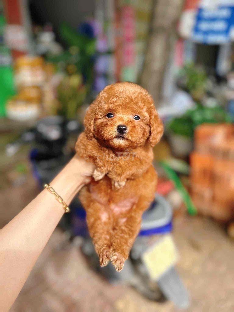 tìm nhà mới cho poodle sẵn nha trang