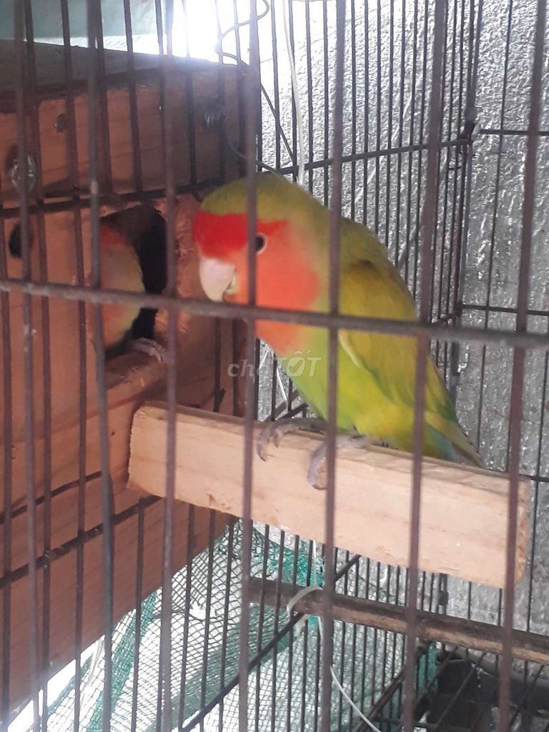 Cặp Lovebird