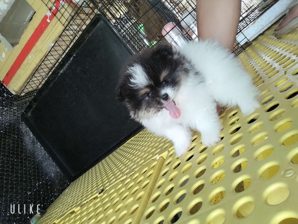 Chó Pomeranian party. Mua bán Chó tại Huyện Krông Pắc Đắk Lắk được đăng bởi Boom Boom hình 1