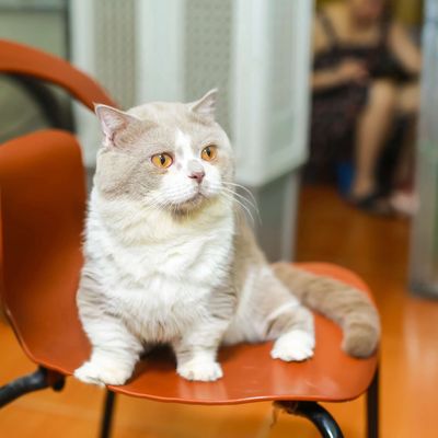 Phối mèo chân lùn màu lilac munchkin. Mua bán Mèo tại Quận Thanh Xuân Hà Nội được đăng bởi Nguyễn Thị Uyển