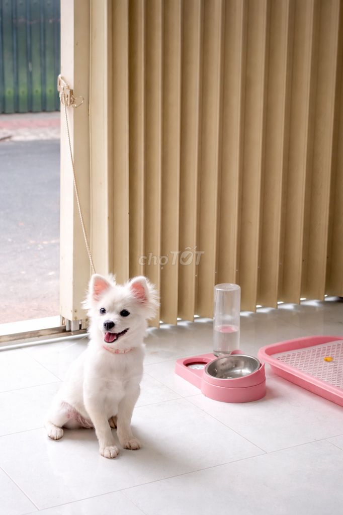 Chó Phốc Sóc trắng 5 tháng đã tiêm. Mua bán Chó tại Thành phố Vũng Tàu Bà Rịa - Vũng Tàu được đăng bởi Lê Nguyễn hình 1