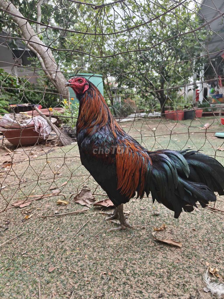 Gà cỏ 1kg7 giao lưu mái Bắc cọc. Mua bán Gà tại Huyện Phong Điền Cần Thơ được đăng bởi Tuấn Hưng hình 1
