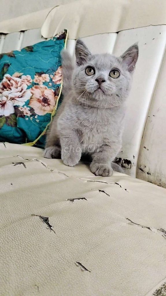 bé zai lùn lilac . Mua bán Mèo tại Quận Gò Vấp Tp Hồ Chí Minh được đăng bởi  Karachi hình 1