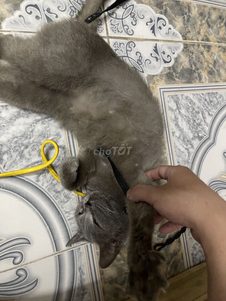 Mèo Anh Lông Ngắn xám. Mua bán Mèo tại Quận Nam Từ Liêm Hà Nội được đăng bởi Lê Minh Tuấn hình 1