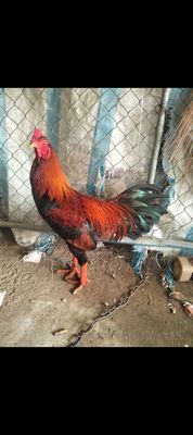Điều xanh 3,4kg tay khung xương lớn. Mua bán Gà tại Quận Ô Môn Cần Thơ được đăng bởi FUTURE Neo