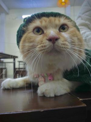 mèo vàng. Mua bán Mèo tại Huyện Quế Võ Bắc Ninh được đăng bởi Ng Ngọc Linh