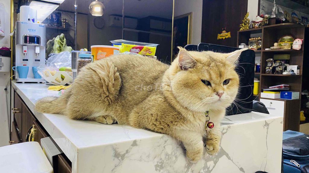 Mèo Anh . Lông ngắn . Nhị thể Vàng Xanh óng mượt.. Mua bán Mèo tại Quận 7 Tp Hồ Chí Minh được đăng bởi ĐÀO VÀNG hình 7