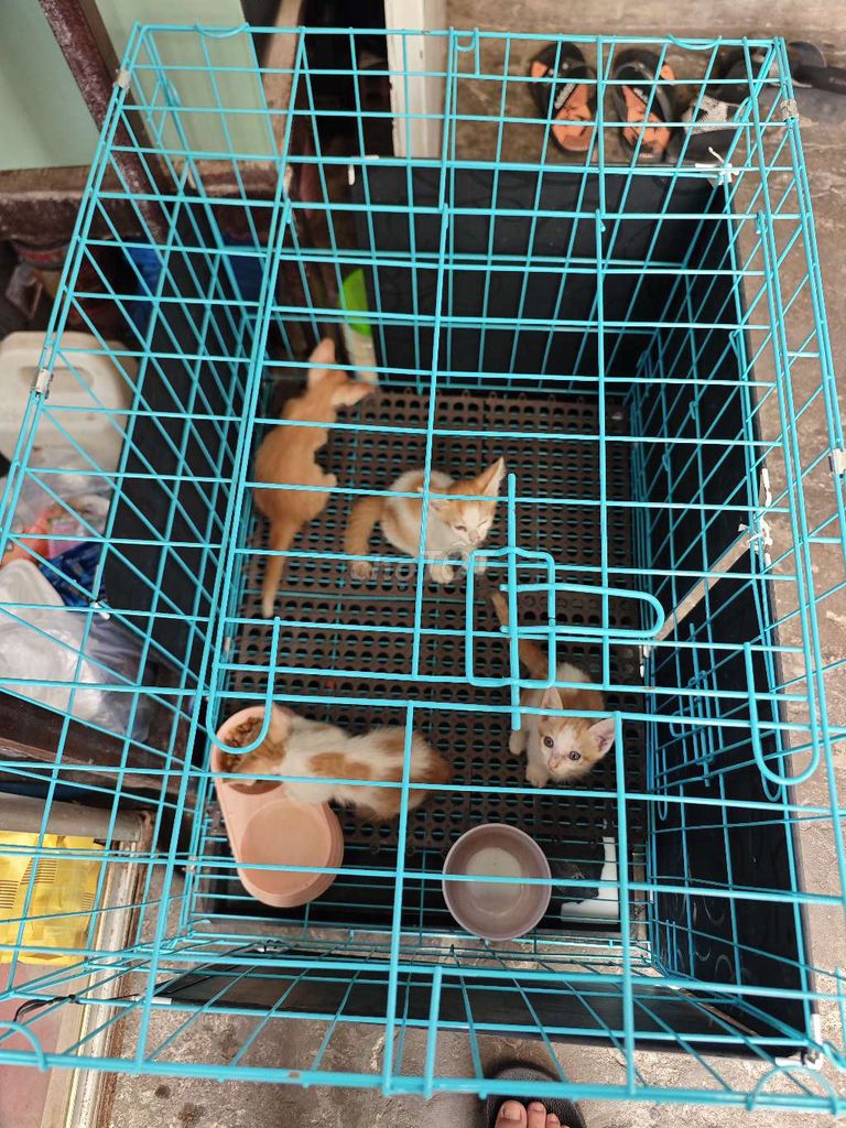 Mèo con 1 tháng. Mua bán Mèo tại Quận Phú Nhuận Tp Hồ Chí Minh được đăng bởi Anh Kiệt hình 1
